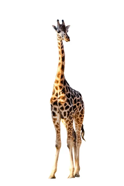 Girafa Africana Isolada Sobre Fundo Branco Animais Selvagens — Fotografia de Stock