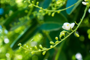 Sophora japonica ağacı. Ağaç yaprakları. Akasya 'da. Sophora japonica çiçekleri. Yeşil yaprakların bulanık arkaplanı.