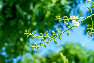 Sophora japonica ağacı. Ağaç yaprakları. Akasya 'da. Sophora japonica çiçekleri. Yeşil yaprakların bulanık arkaplanı.