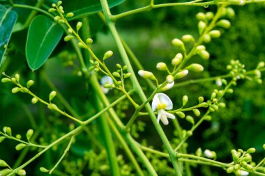 Sophora japonica ağacı. Ağaç yaprakları. Akasya 'da. Sophora japonica çiçekleri. Yeşil yaprakların bulanık arkaplanı.