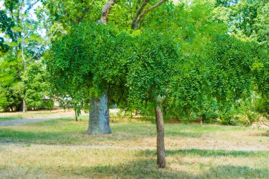 Sophora japonica ağacı parkta. Yeşil yapraklar. Parlak renkler.