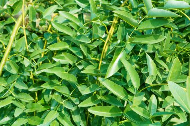 Sophora japonica ağacı. Ağaç yaprakları. Akasya 'da. Yeşil yaprakların arkaplanı