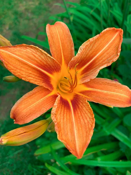 Oranžová Květinová Lilie Jasná Zelenina Jemné Okvětní Lístky Letní Rostliny — Stock fotografie