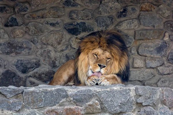 石の上には美しいライオンが横たわっていて 彼の足をなめる 動物の王 野生の自然 プレデター 危険動物 — ストック写真