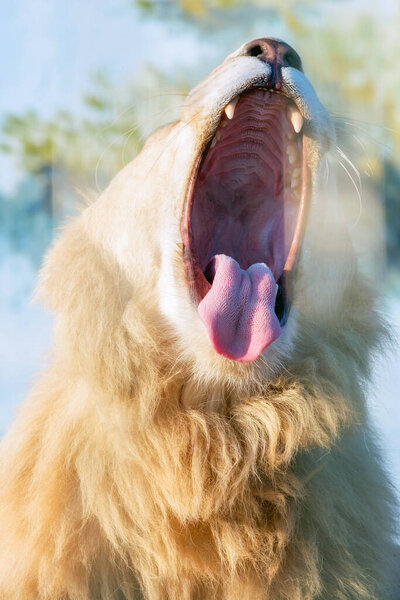 White lion yawns. Long tongue in the wide-open mouth. Detailed tongue with small villi. Animal Predator in the wild. Blurred background and sun glare on the photo.