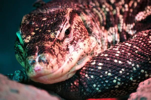 Lagarto Hocico Cerca Varan Reptil Peligroso Alivio Piel —  Fotos de Stock