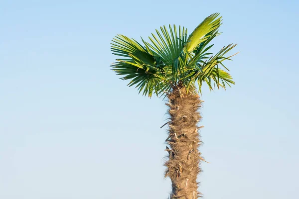 Young Palm Tree Blue Sky — Stock Photo, Image