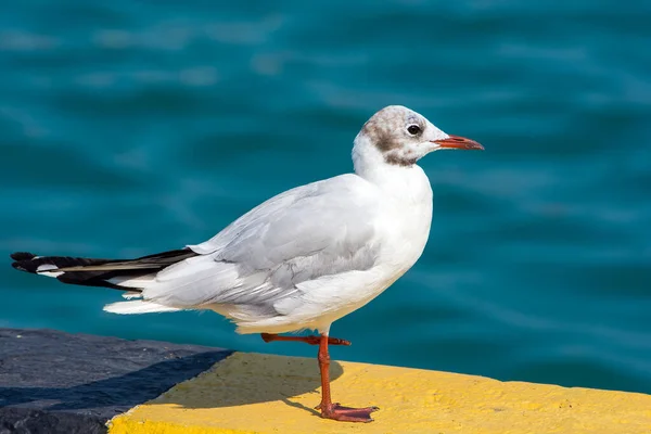 White Seagull Red Beak Sitting Dock Seagull Close Blurred Water — Stock Photo, Image