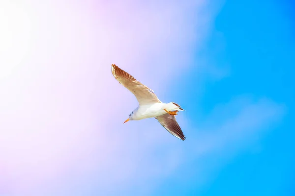 White Seagull Blue Sky Sea Bird Beautiful Nature Space Text — Stock Photo, Image