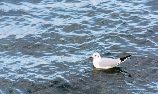 Mouette Blanche Nageant Dans Mer Oiseau Marin Couleurs Vives — Photo