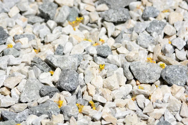 Küçük Kaya Parçalanmış Yol Metali Çakıl Bir Kaya Türüdür Beyaz — Stok fotoğraf
