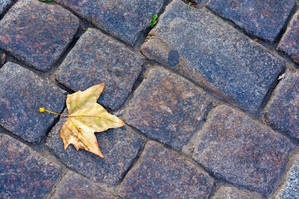 Leaf Fall Yellow Leaf Autumn Paving Stone Background Relief Texture — Stock Photo, Image