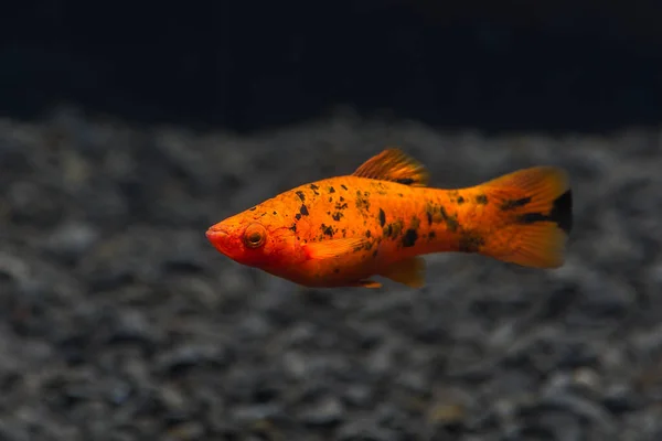 Прісноводні Акваріумні Риби Xiphophorus Червоний Меч Яскравий Оранжевий Колір Затьмарений — стокове фото