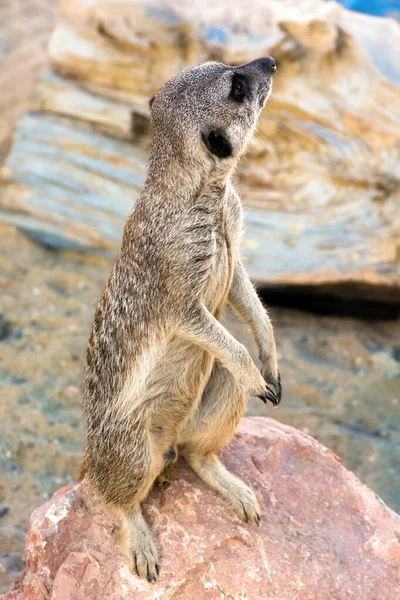 Surikat Stands Its Hind Legs Looks Distance Sand Nose Meerkat — Stock Photo, Image