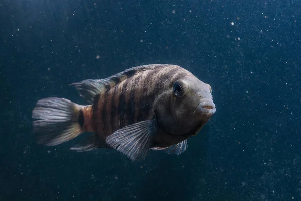 Ryby Černými Pruhy Velká Krásná Ryba Pod Vodou Domácí Mazlíčci — Stock fotografie