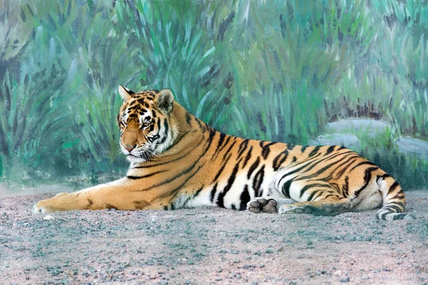Egy Gyönyörű Tigris Fekszik Földön Állat Pihen Veszélyes Ragadozó Vad — Stock Fotó