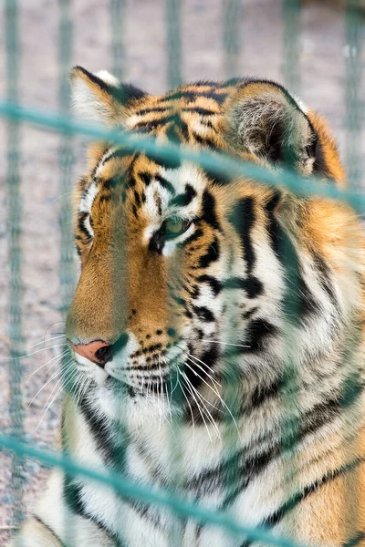 檻の中の美しい虎 危険な捕食者だ バーの後ろの動物園でトラの肖像画 野生生物保護 — ストック写真