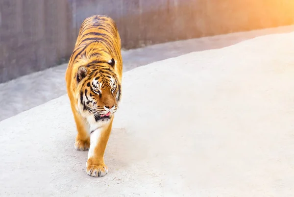 Nagy Tigris Hím Természetben Tigris Séta Arany Fény Ideje Alatt — Stock Fotó