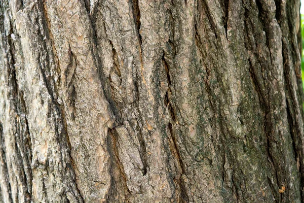 Софора Японська Дерево Кора Дерева Стовбур Дерева Акація Природний Фон — стокове фото