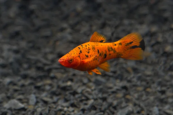 淡水水族館の魚 Xiphophorus レッド ソードテール 明るいオレンジの色 深紅の背景 ストックフォト