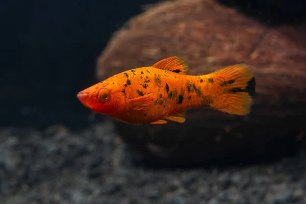 淡水水族館の魚 Xiphophorus レッド ソードテール 明るいオレンジの色 深紅の背景 ストック写真