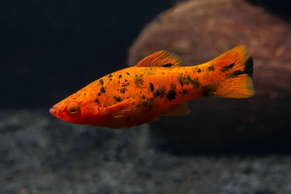 淡水水族館の魚 Xiphophorus レッド ソードテール 明るいオレンジの色 深紅の背景 ストック画像