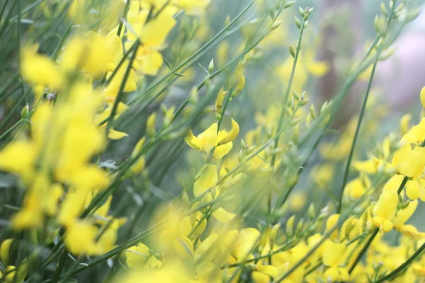 Champ jaune printemps — Photo