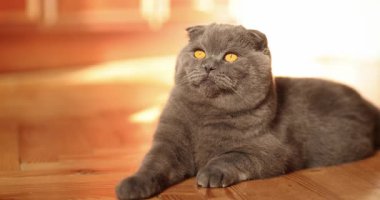 Güzel İskoç kedisi rahat bir evde dinleniyor. Safkan kedi, gri renk. Evcil hayvan. Ağır çekim.