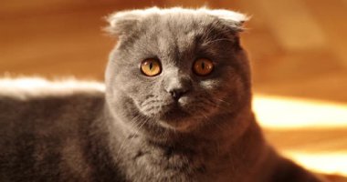 Güzel İskoç kedisi rahat bir evde dinleniyor. Safkan kedi, gri renk. Evcil hayvan. Ağır çekim.