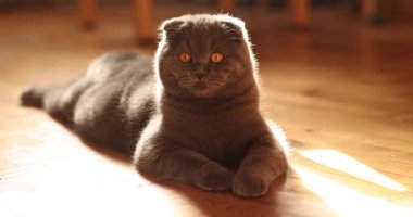 Güzel İskoç kedisi rahat bir evde dinleniyor. Safkan kedi, gri renk. Evcil hayvan. Ağır çekim.