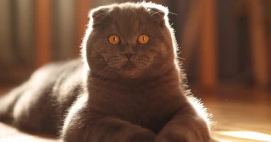 Güzel İskoç kedisi rahat bir evde dinleniyor. Safkan kedi, gri renk. Evcil hayvan. Ağır çekim.