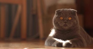 Güzel İskoç kedisi rahat bir evde dinleniyor. Safkan kedi, gri renk. Evcil hayvan. Ağır çekim.