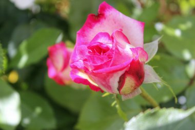 Closeup bir Gülnihal üzerinde güzel bir tek pembe gül
