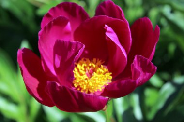 Tek koyu mor şakayık, canlı çiçekli çiçek