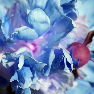 Yakın çekim çok hafif mavi Şakayık yaprağı, makro çiçek görünümü