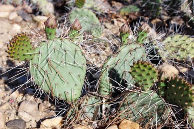 Yeşil kaktüs makro yakın çekim, Amerikan bozkır bitki