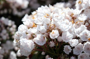Dag defne veya calico-bush ya da spoonwood, beyaz çiçek açan çiçekler