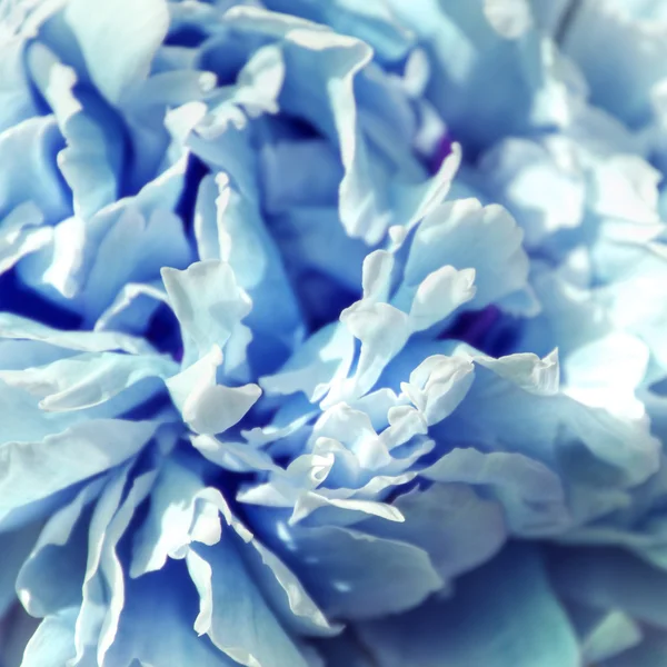 Pétales de pivoine teintés bleu clair, fleur à thème beauté — Photo