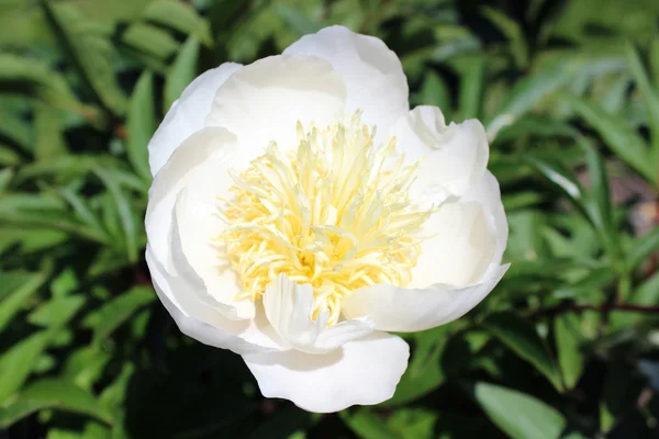 Peônia branca única, uma visão macro close-up de uma flor florescente — Fotografia de Stock