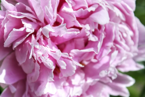 Pétalas de peônia rosa suave, macro close-up de uma flor florescente — Fotografia de Stock