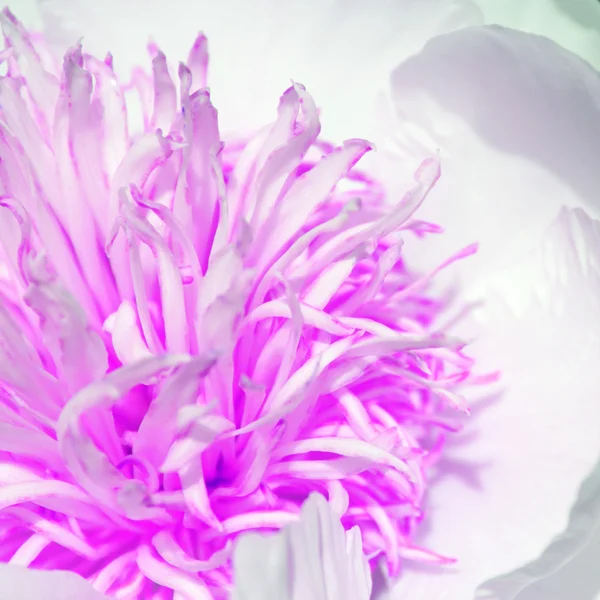 Vue rapprochée des pétales de pivoine, fleur blanche sur le thème du mariage — Photo