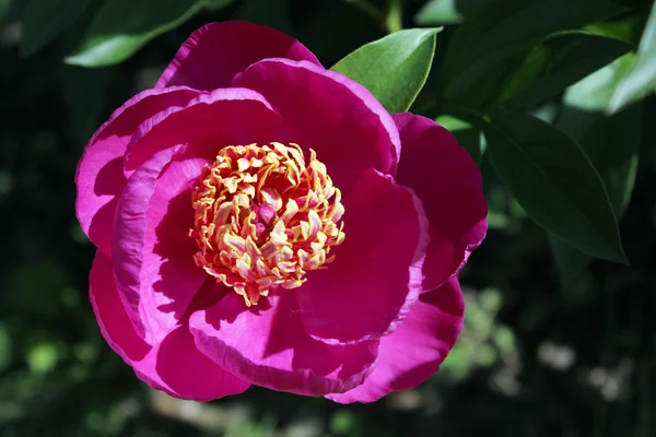 Flor de peônia única, flor rosa vívida com vegetação no fundo — Fotografia de Stock