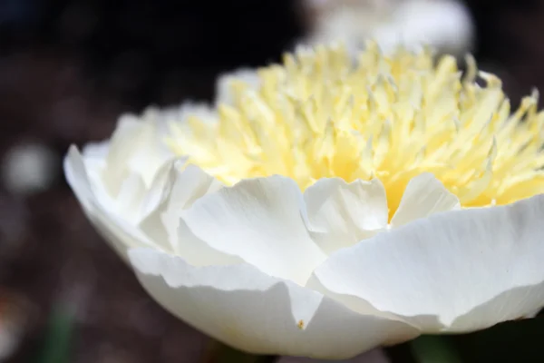 Macro tiro macio de pétalas de peônia, flor com tema de casamento branco — Fotografia de Stock