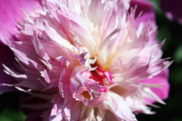 Pétales de pivoine rose tendre, plan macro de pétales de fleurs — Photo