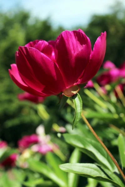 Pojedynczy kwiat piwonii, kwitnący w gorącym, letnim dniu — Zdjęcie stockowe