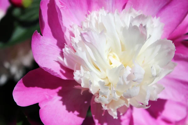 Peônia roxa macia, bela flor florescendo — Fotografia de Stock