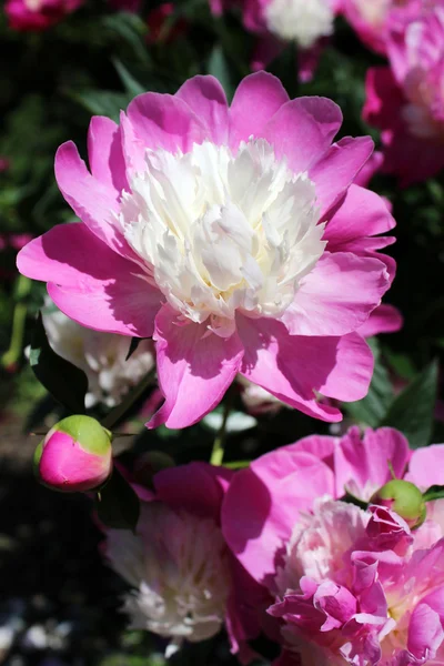 Piwonia purpurowe i białe kwiaty, kwitnące w ogrodzie botanicznym — Zdjęcie stockowe