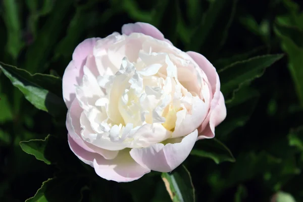 Одиночна біла півонія, весільна тематична квітка розквітає — стокове фото
