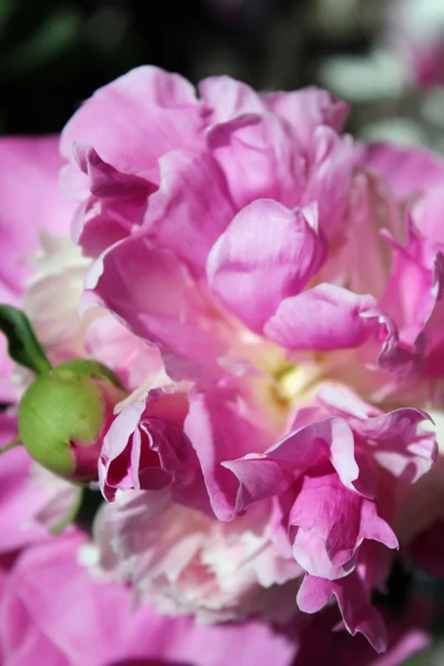 Macro close-up de pétalas de peônia com botão de flor única — Fotografia de Stock