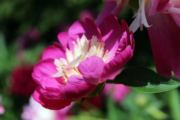 Makro pchnięciu płatkami piwonii, żywy purpurowy kwiat — Zdjęcie stockowe